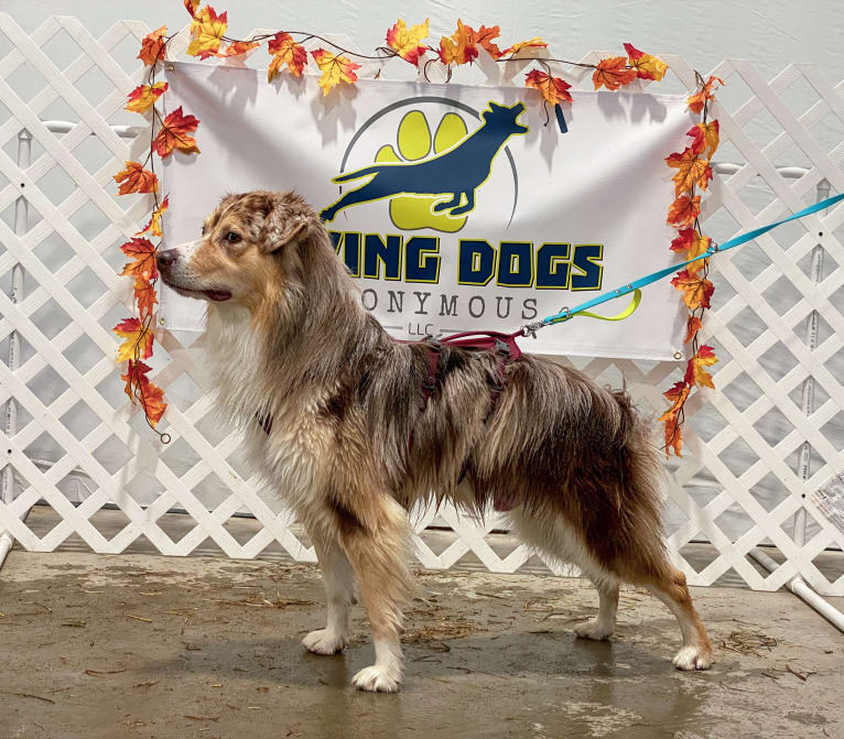 Neville, an Australian Shepherd tested with EmbarkVet.com