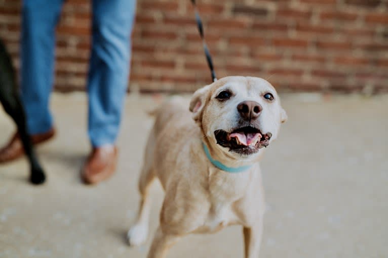 Kimber, an American Pit Bull Terrier and Cocker Spaniel mix tested with EmbarkVet.com