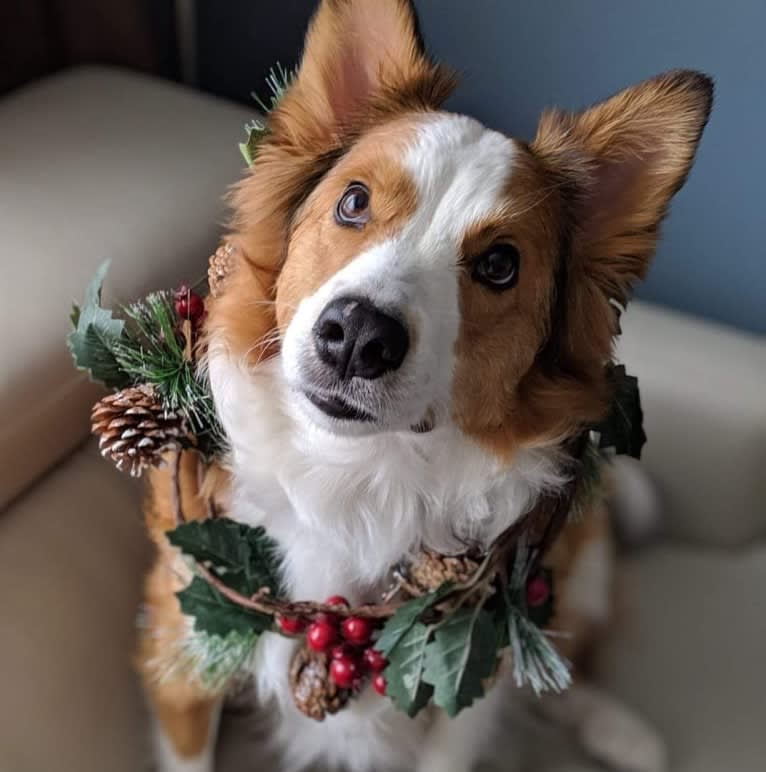 Daisy, a Bernese Mountain Dog and Collie mix tested with EmbarkVet.com