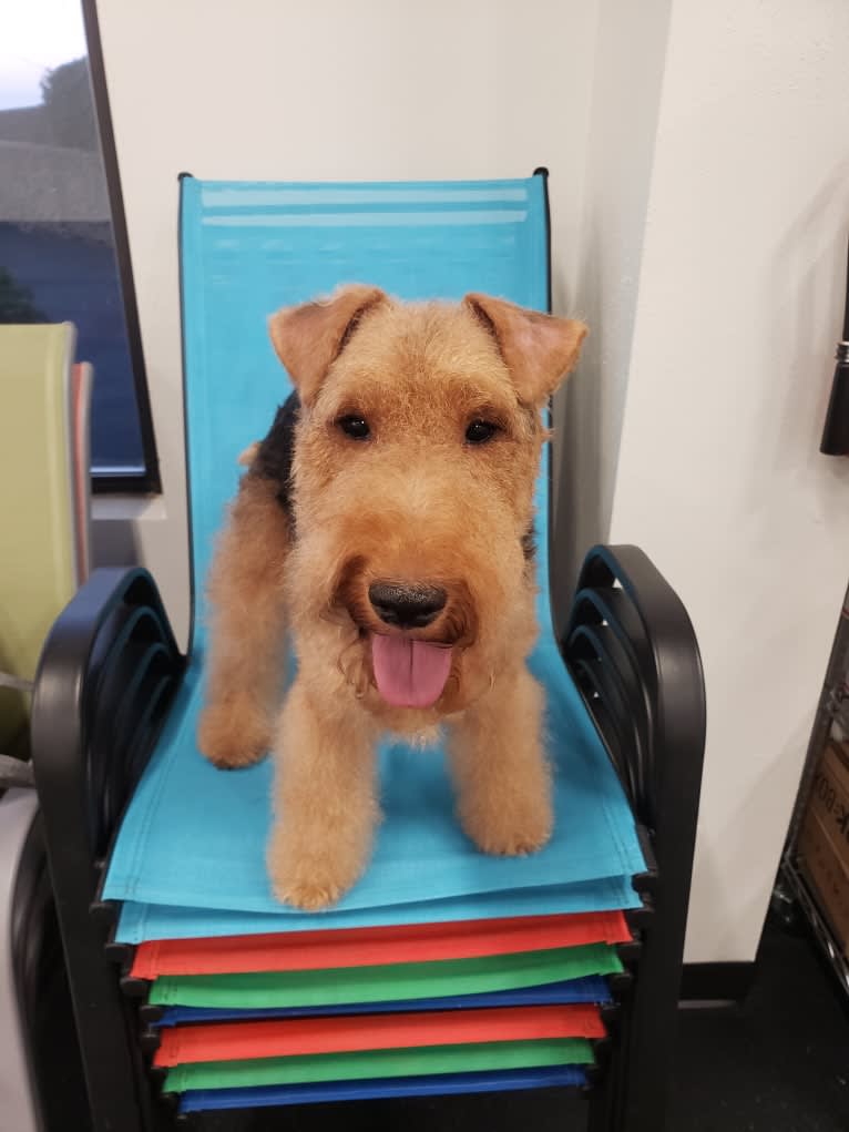 Sunny, a Welsh Terrier tested with EmbarkVet.com