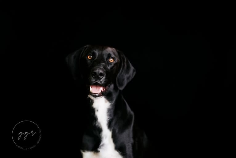 Astro Boots, an Alaskan-type Husky and German Shorthaired Pointer mix tested with EmbarkVet.com