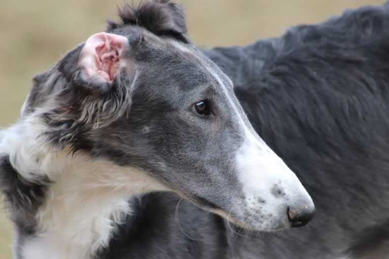 Zeal, a Borzoi tested with EmbarkVet.com