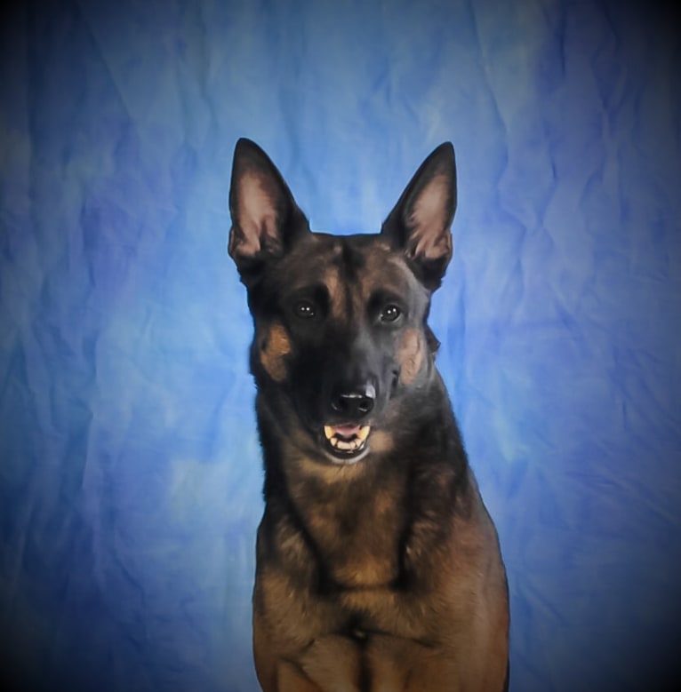 Magnum, a Belgian Shepherd tested with EmbarkVet.com