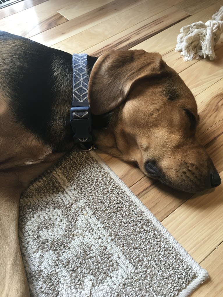 Marley, a Bloodhound and Treeing Walker Coonhound mix tested with EmbarkVet.com