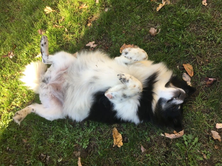 Piper, an American Eskimo Dog and Pomeranian mix tested with EmbarkVet.com