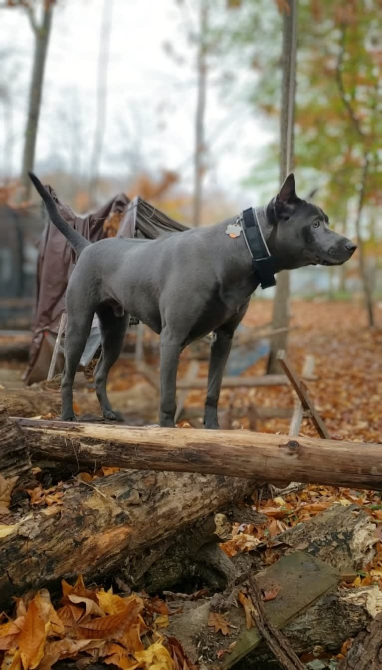 Mercury, a Southeast Asian Village Dog tested with EmbarkVet.com