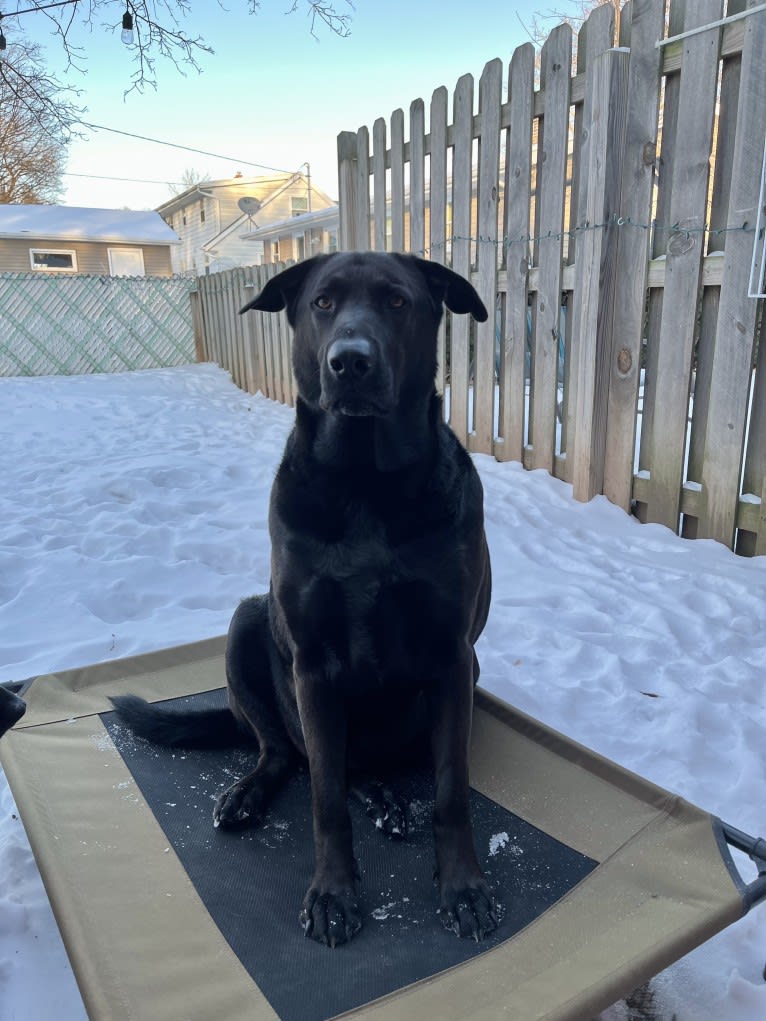 Reggie, a German Shepherd Dog and Chinese Shar-Pei mix tested with EmbarkVet.com
