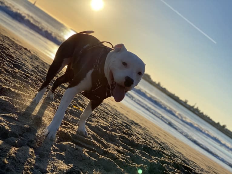 Max Lewis Cannady, an American Pit Bull Terrier and American Staffordshire Terrier mix tested with EmbarkVet.com
