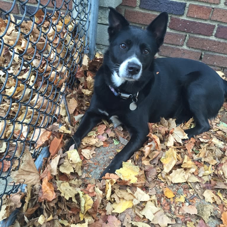 Greta, a Rottweiler and American Pit Bull Terrier mix tested with EmbarkVet.com