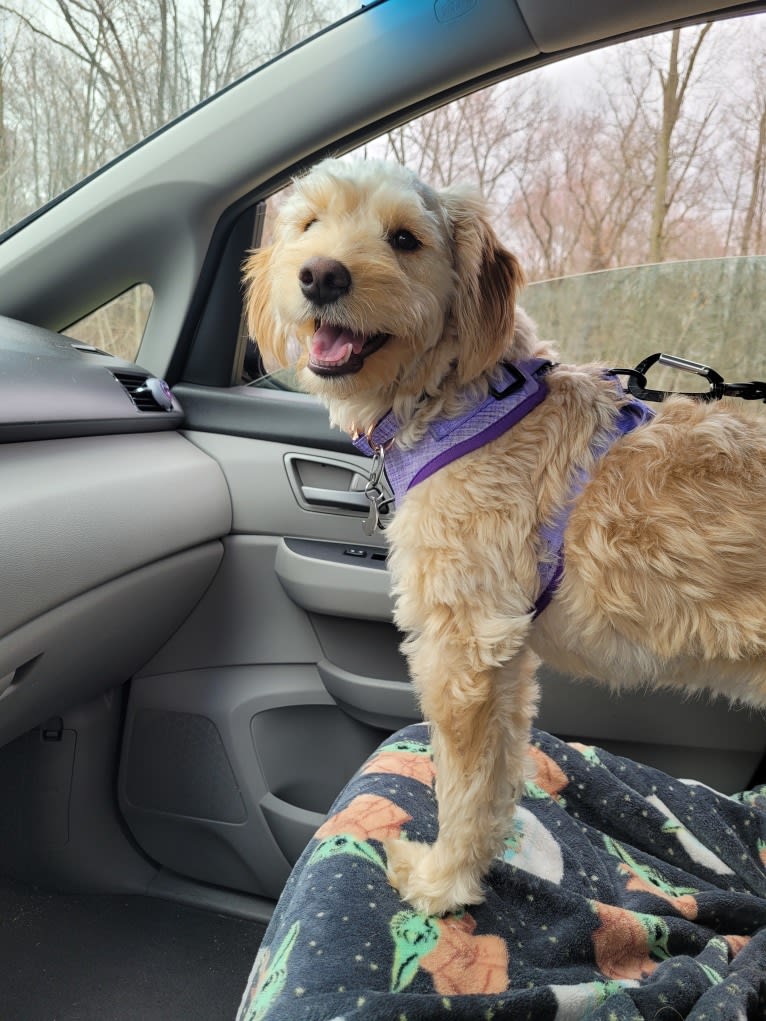 Sunnie, a Goldendoodle tested with EmbarkVet.com