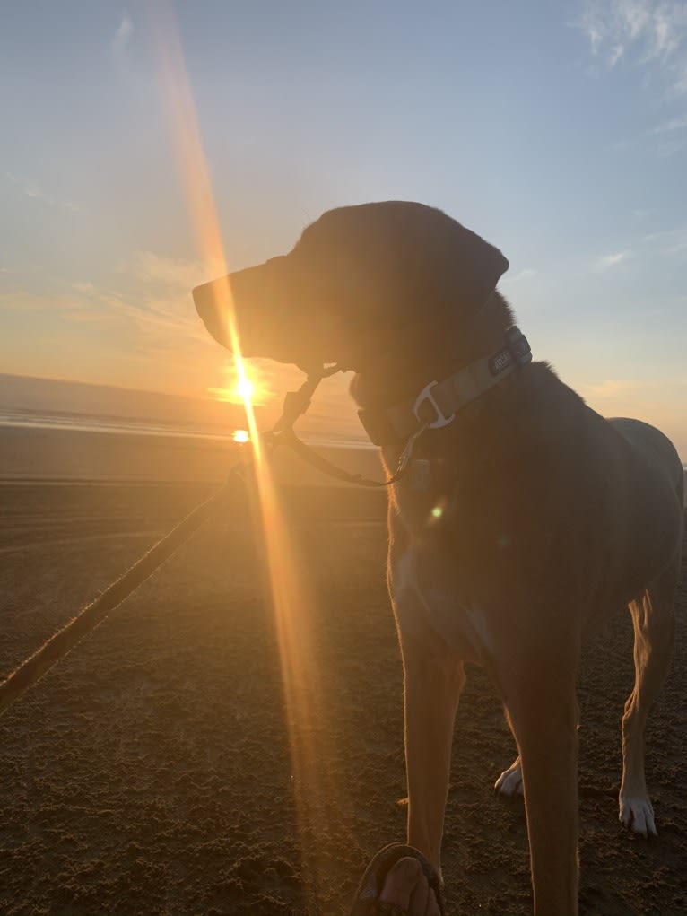 George, a Redbone Coonhound and Siberian Husky mix tested with EmbarkVet.com