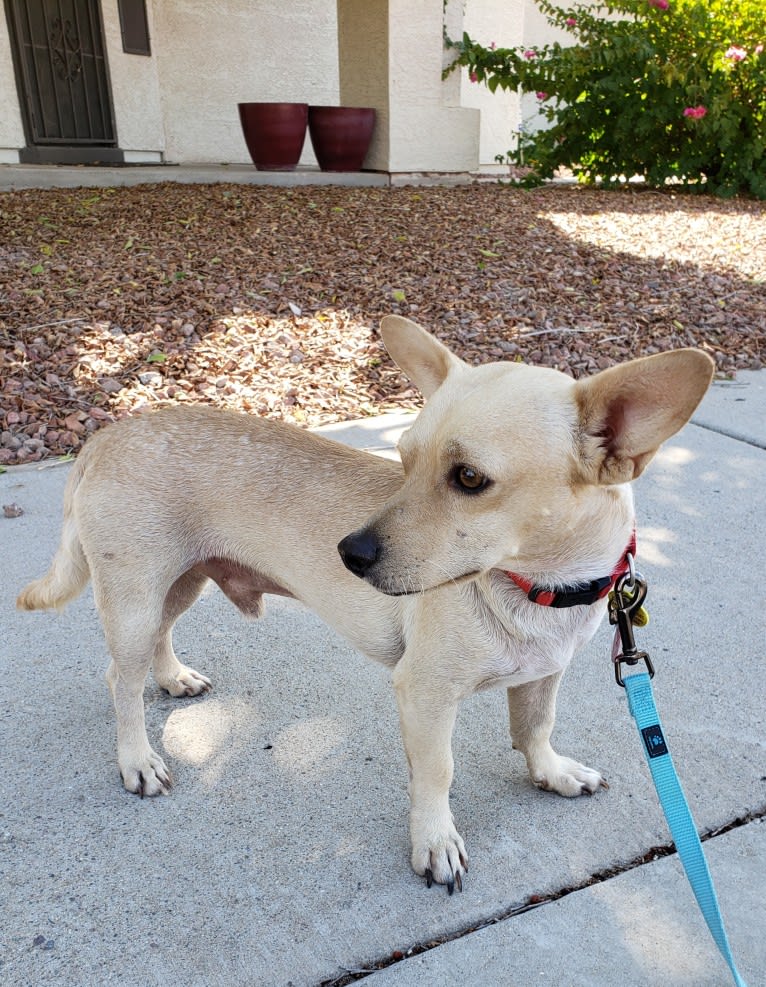 Swivel, a Chihuahua and Poodle (Small) mix tested with EmbarkVet.com