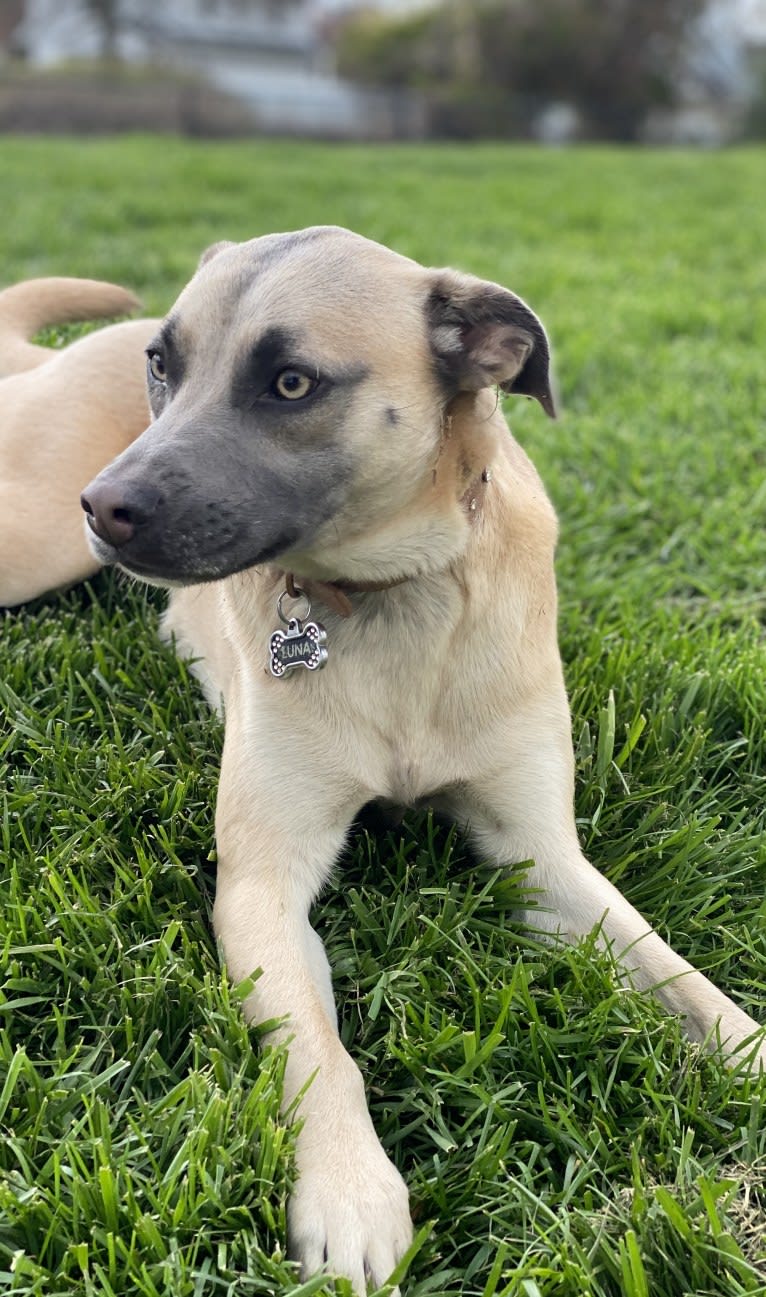 Luna, a Chihuahua and American Pit Bull Terrier mix tested with EmbarkVet.com