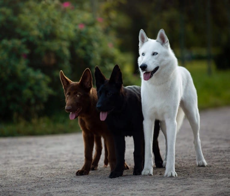 DEMON, a Gerberian Shepsky (5.0% unresolved) tested with EmbarkVet.com