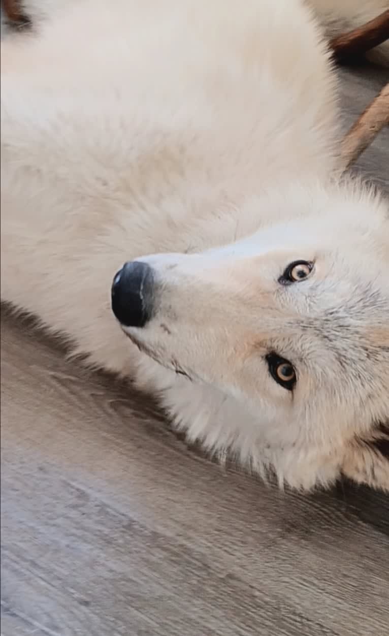 Valefor a dog tested with EmbarkVet.com