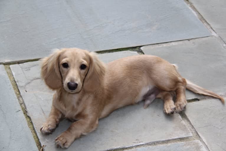 Oliver (Ollie) von Frederick, a Dachshund tested with EmbarkVet.com