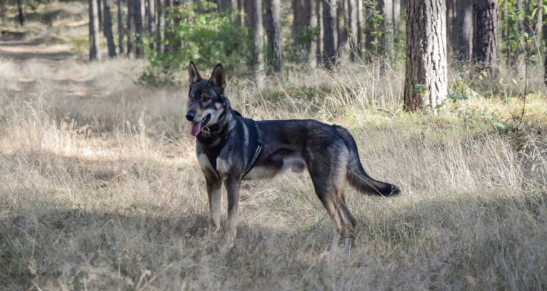 Jorah, a Siberian Husky and German Shepherd Dog mix tested with EmbarkVet.com