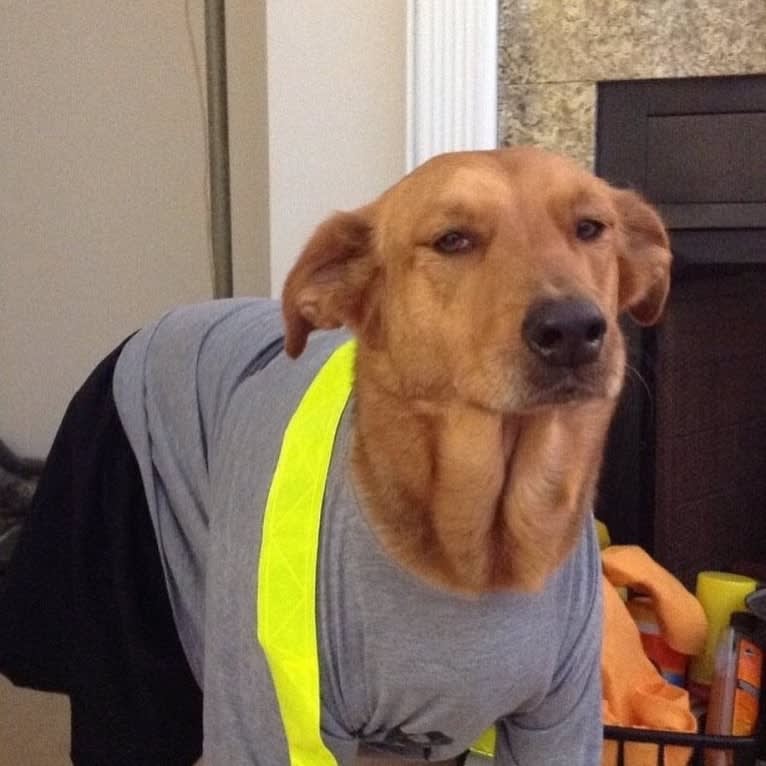 Rambo, a Labrador Retriever and Golden Retriever mix tested with EmbarkVet.com