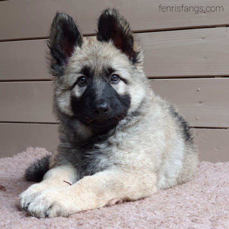 GEMMA, a German Shepherd Dog tested with EmbarkVet.com