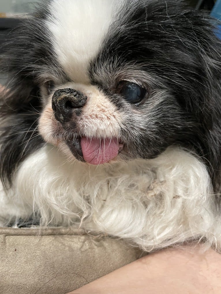 Alvie, a Japanese Chin tested with EmbarkVet.com