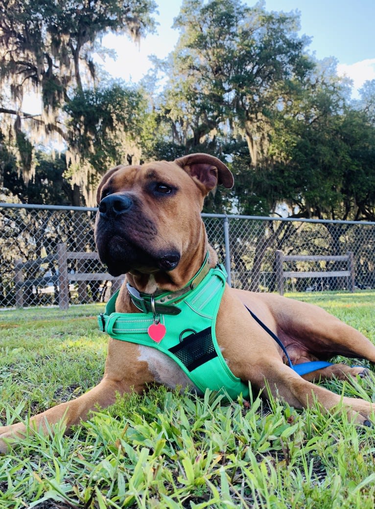 Gus, an American Bully and American Bulldog mix tested with EmbarkVet.com