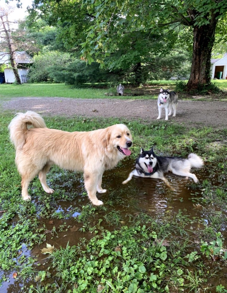 Flynn, a Labrador Retriever and Great Pyrenees mix tested with EmbarkVet.com