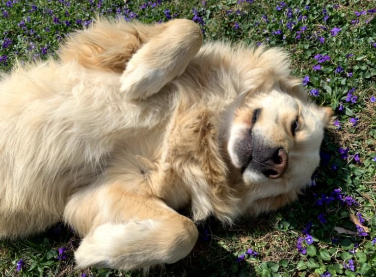 Flynn, a Labrador Retriever and Great Pyrenees mix tested with EmbarkVet.com