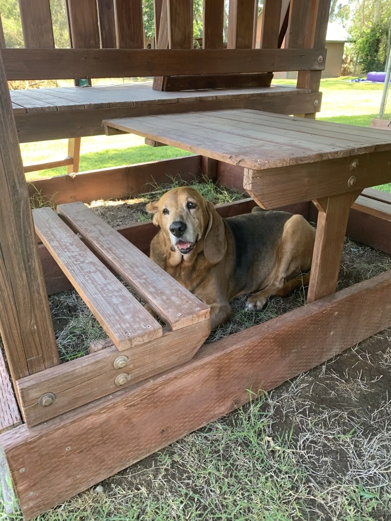 Old Boi, a Treeing Walker Coonhound tested with EmbarkVet.com