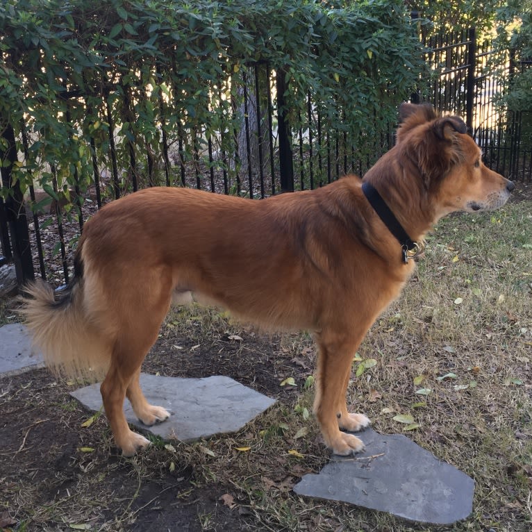 Einstein, a Great Pyrenees and American Pit Bull Terrier mix tested with EmbarkVet.com