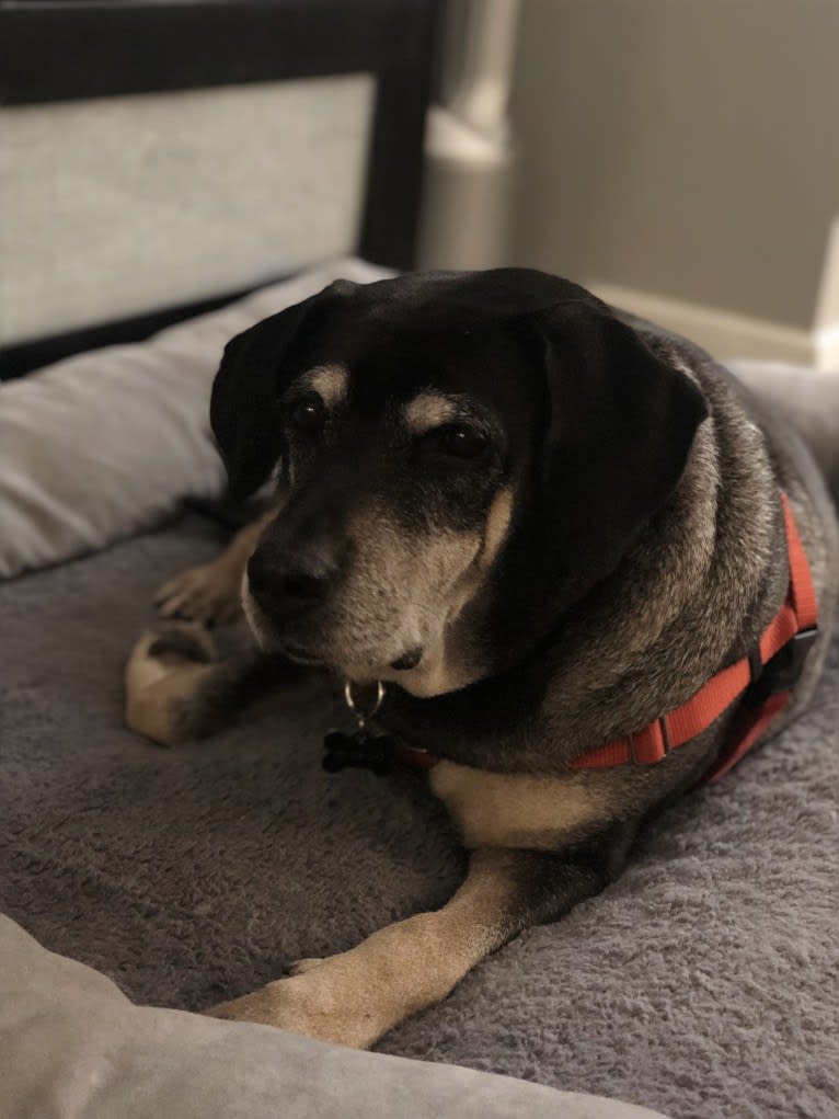 Woodrow, a Rottweiler and Boxer mix tested with EmbarkVet.com