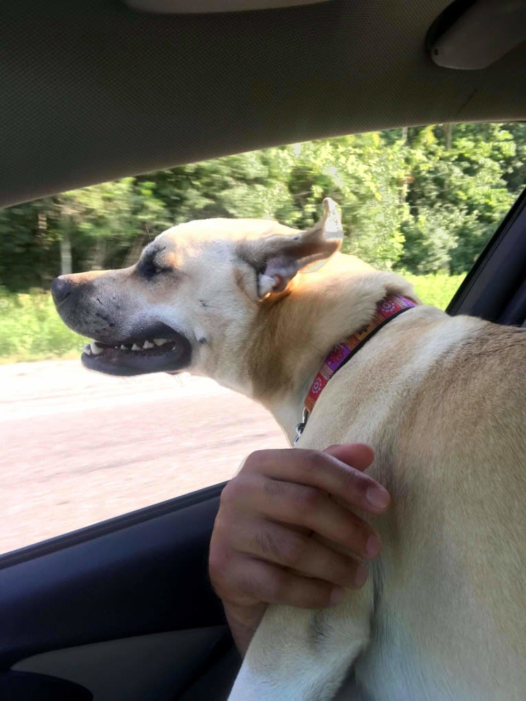 Daisy (aka “ROO”), a Siberian Husky and Boxer mix tested with EmbarkVet.com