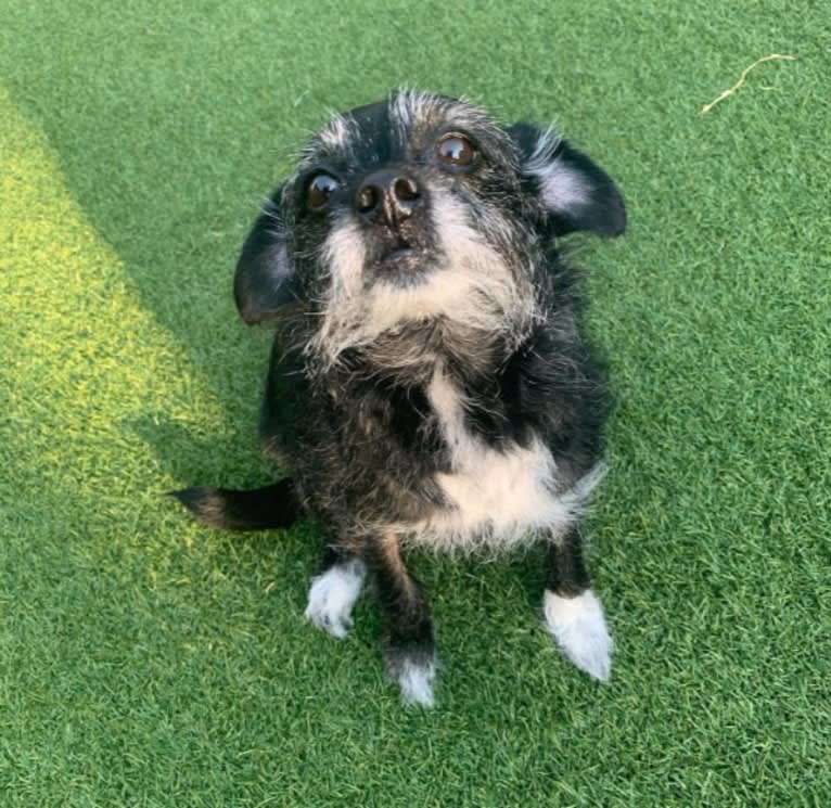 Marcy, a Chihuahua and Cocker Spaniel mix tested with EmbarkVet.com