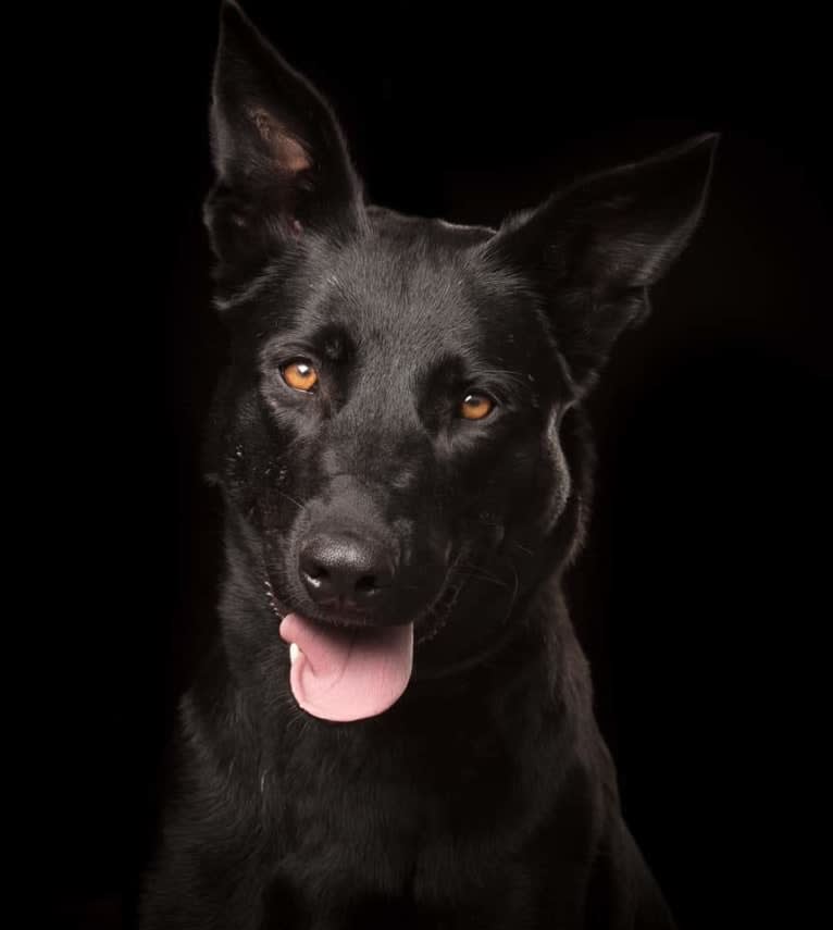 Mystic Black Fury aka Raven, a Dutch Shepherd and Belgian Malinois mix tested with EmbarkVet.com