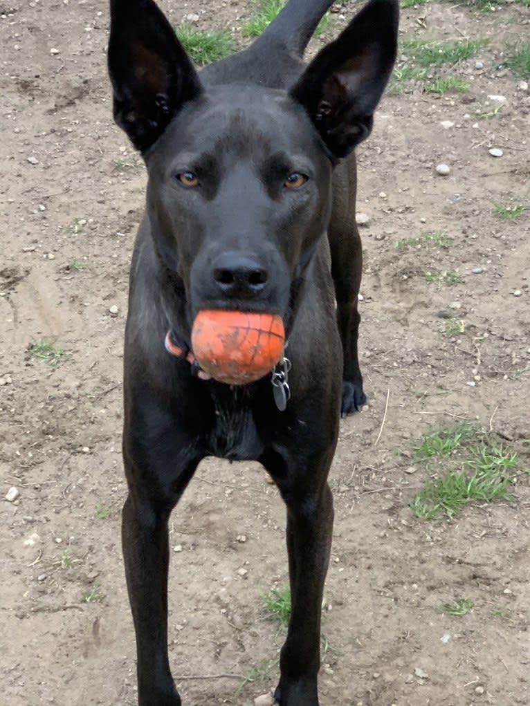 Remy Mordechai, a Formosan Mountain Dog tested with EmbarkVet.com