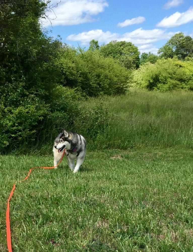 Flower, a Siberian Husky tested with EmbarkVet.com