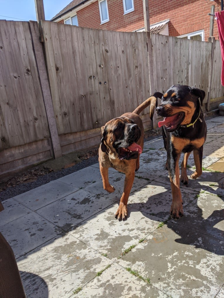 Regan, a Rottweiler and Bullmastiff mix tested with EmbarkVet.com