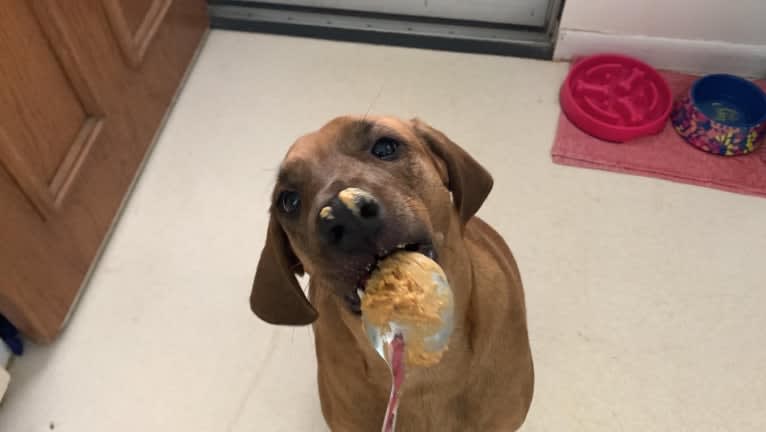 Julie, a Redbone Coonhound and Plott mix tested with EmbarkVet.com