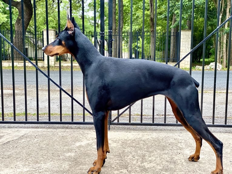 Lexie, a Doberman Pinscher tested with EmbarkVet.com