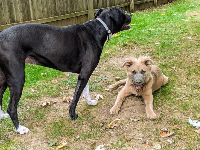 Poco, an American Pit Bull Terrier and Chow Chow mix tested with EmbarkVet.com