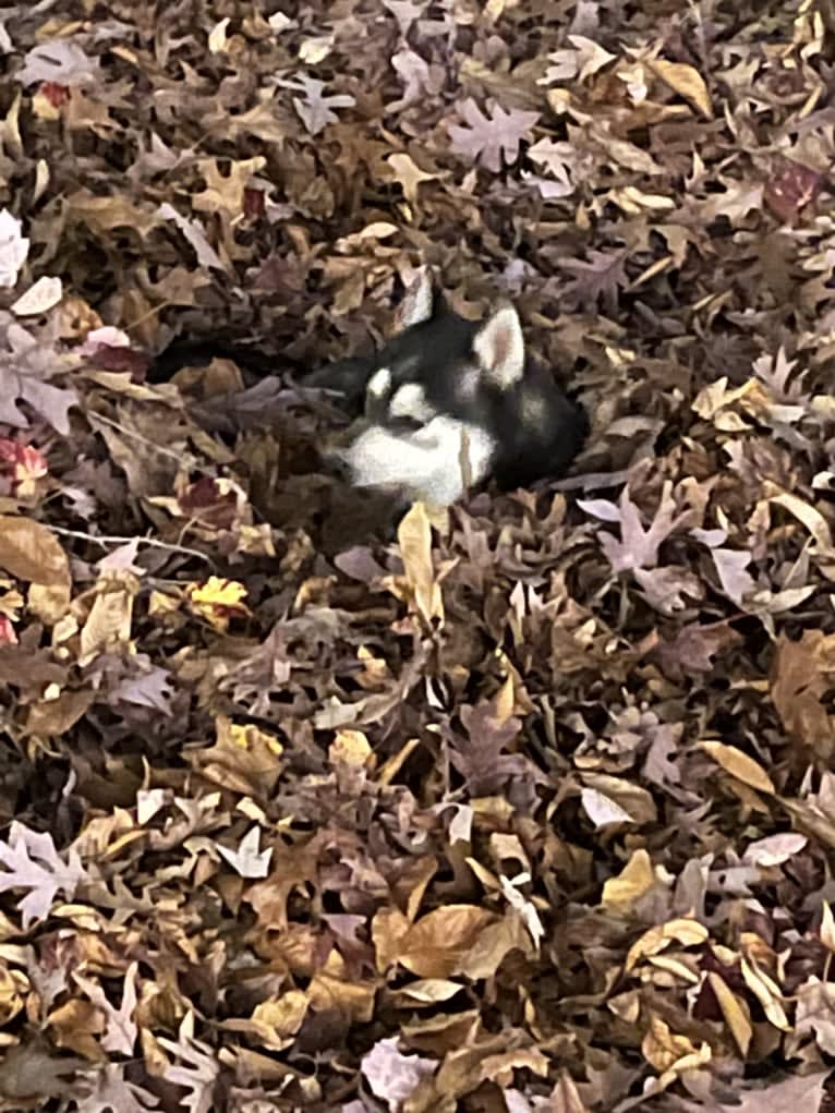 Rocket, a Siberian Husky and Alaskan Malamute mix tested with EmbarkVet.com