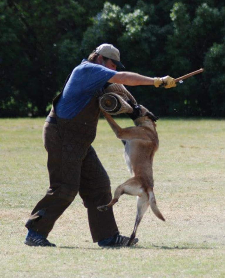 Dottie von Vogeley, a Belgian Shepherd tested with EmbarkVet.com