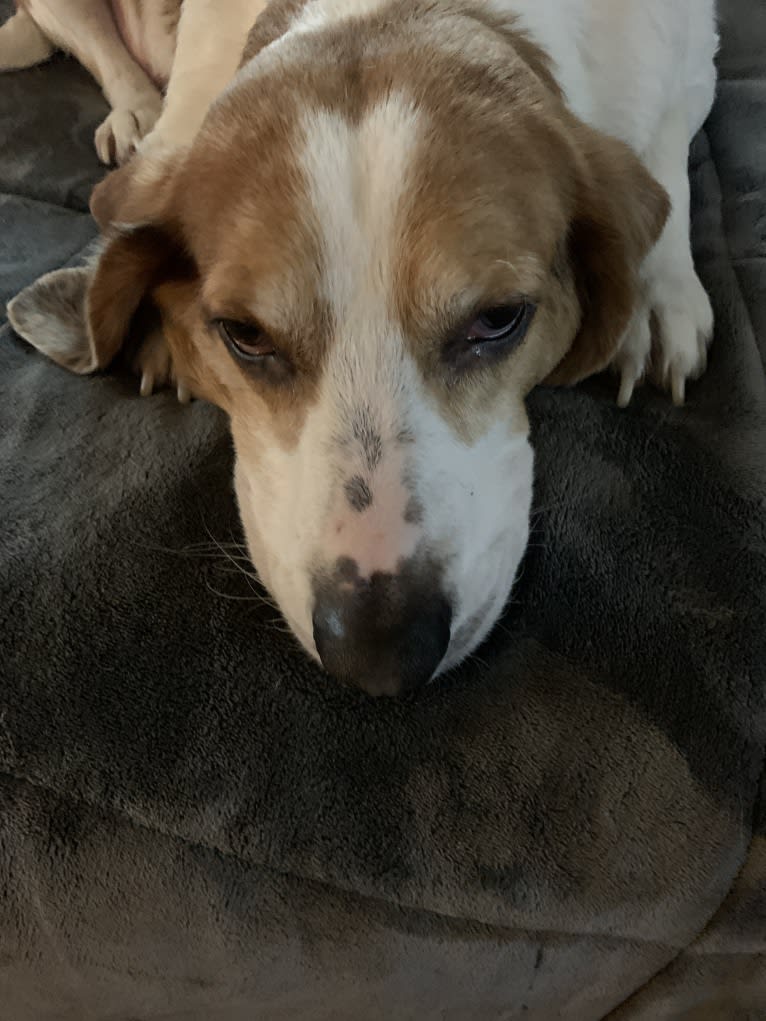 Beau, a Beagle and Treeing Walker Coonhound mix tested with EmbarkVet.com