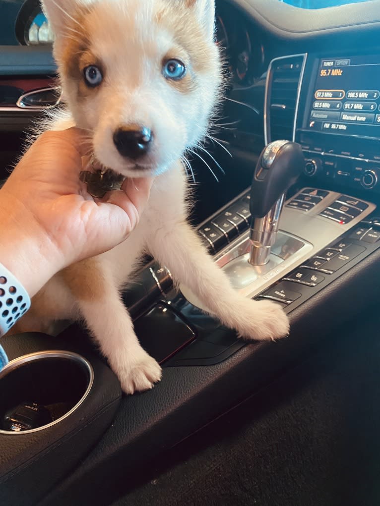 Floki, a Siberian Husky and Alaskan Malamute mix tested with EmbarkVet.com