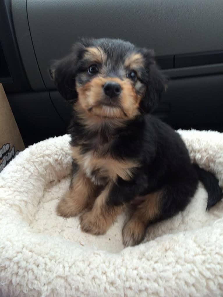 Bowii, a Yorkshire Terrier and Beagle mix tested with EmbarkVet.com