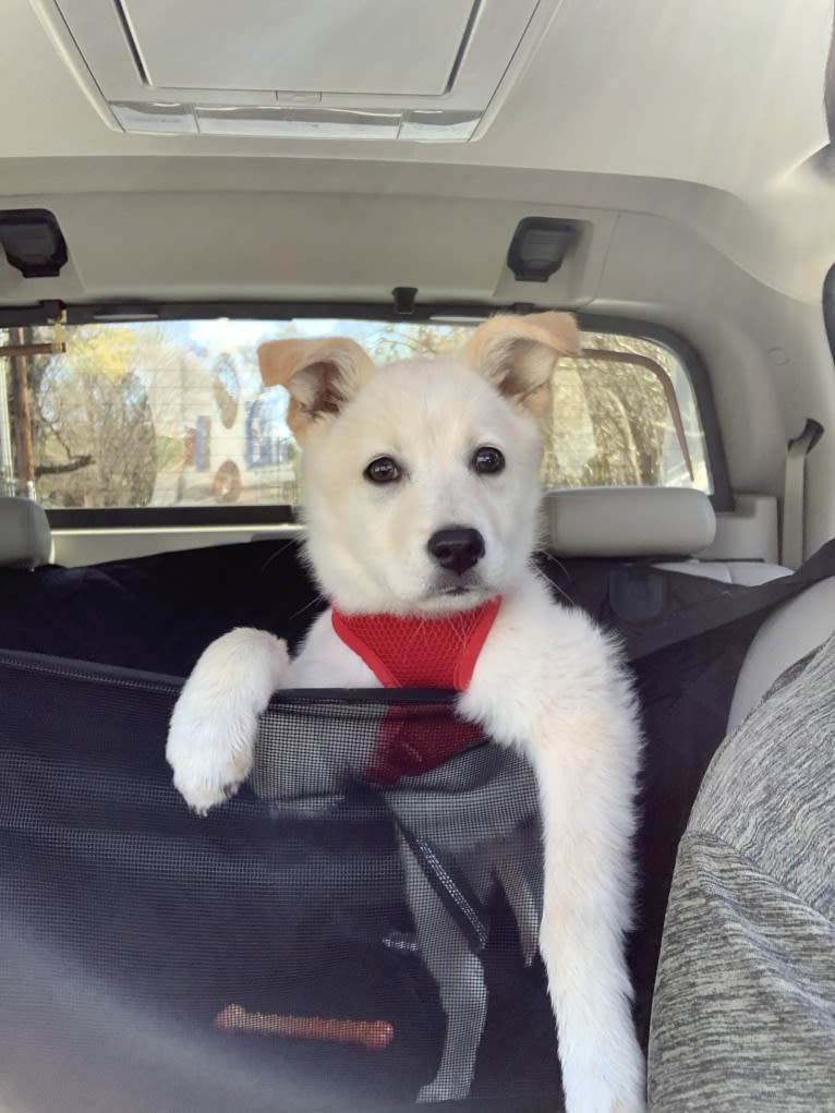 Skye, a Great Pyrenees and Australian Shepherd mix tested with EmbarkVet.com