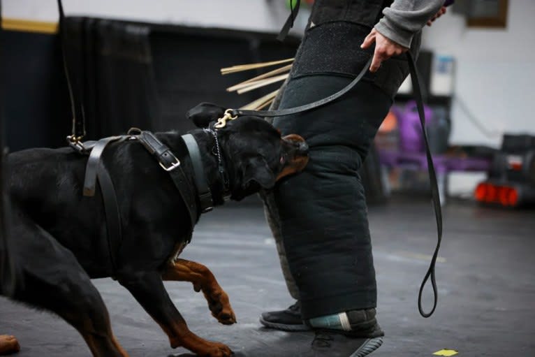 Kratos Raiju, a Rottweiler tested with EmbarkVet.com
