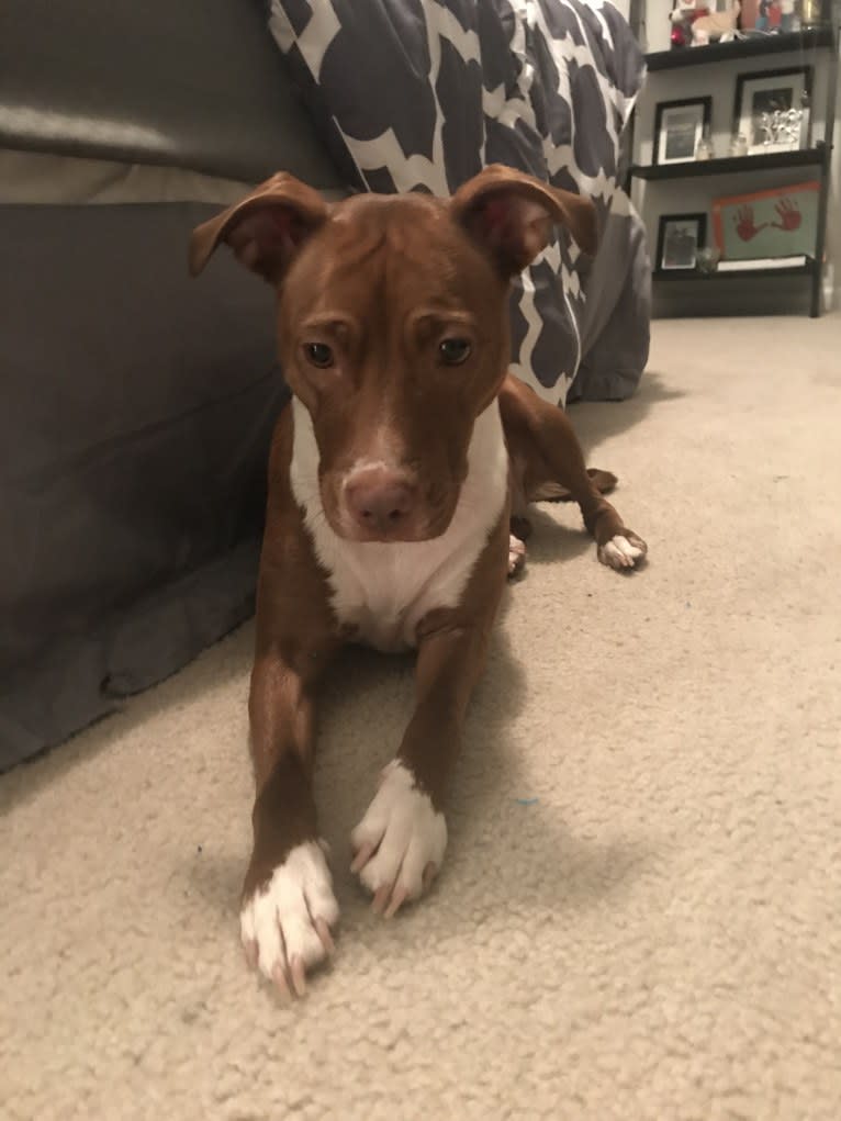 Zoe, an American Pit Bull Terrier and American Bulldog mix tested with EmbarkVet.com