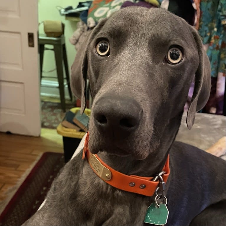 Remy, a Weimaraner tested with EmbarkVet.com