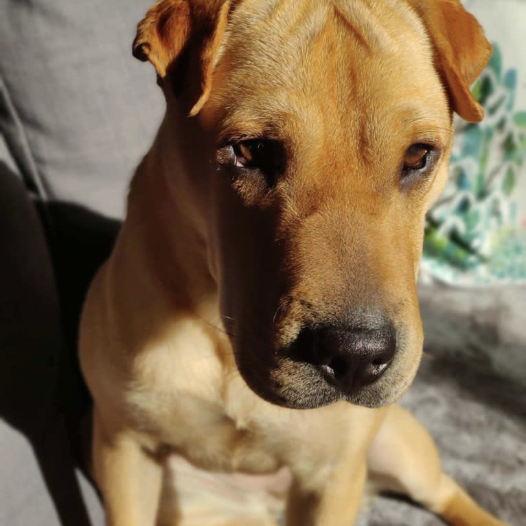 Luna, a Chinese Shar-Pei and Pug mix tested with EmbarkVet.com