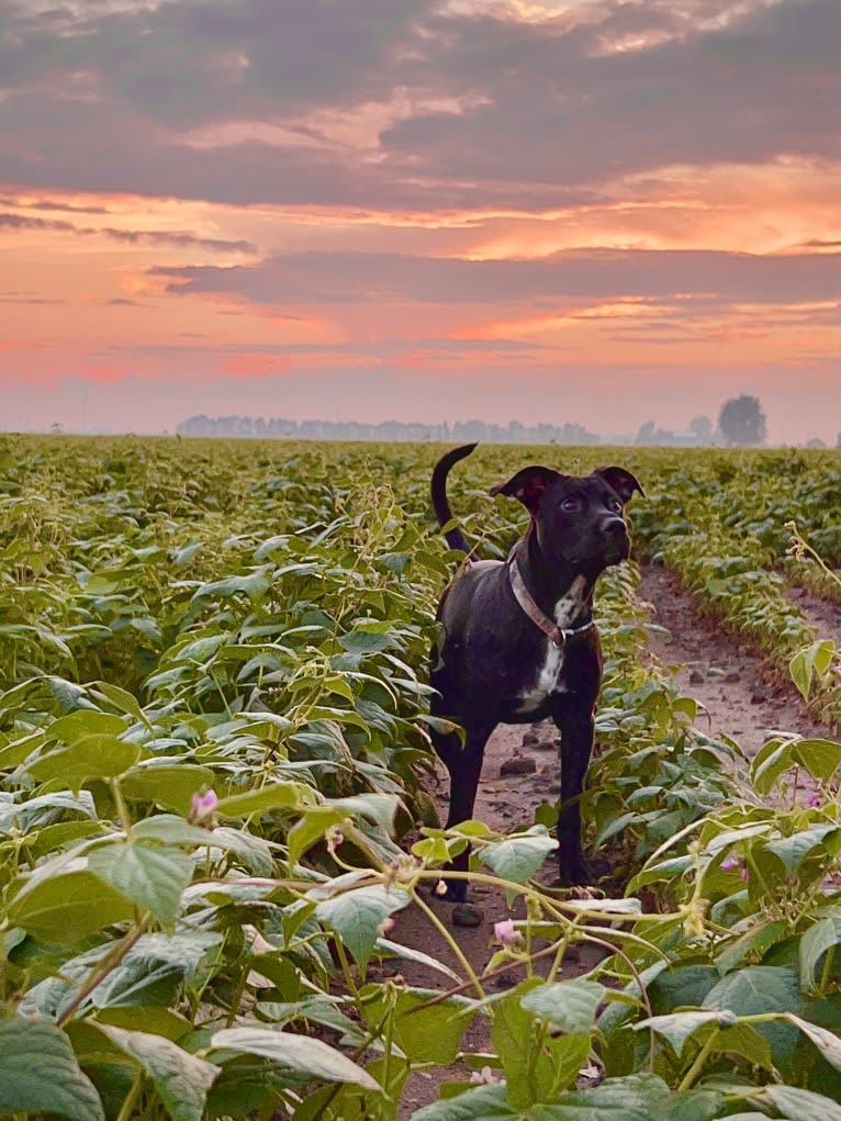 Otis, an American Pit Bull Terrier (9.4% unresolved) tested with EmbarkVet.com